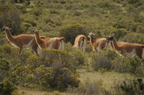guanacos