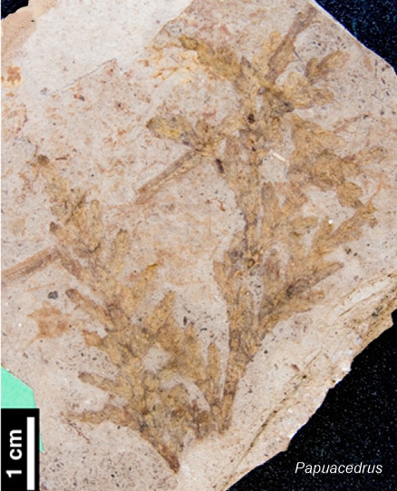 Papuacedrus