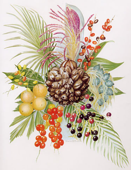 A drawing of palm fruits, leaves, and inflorescences by Marion Ruff Sheehan